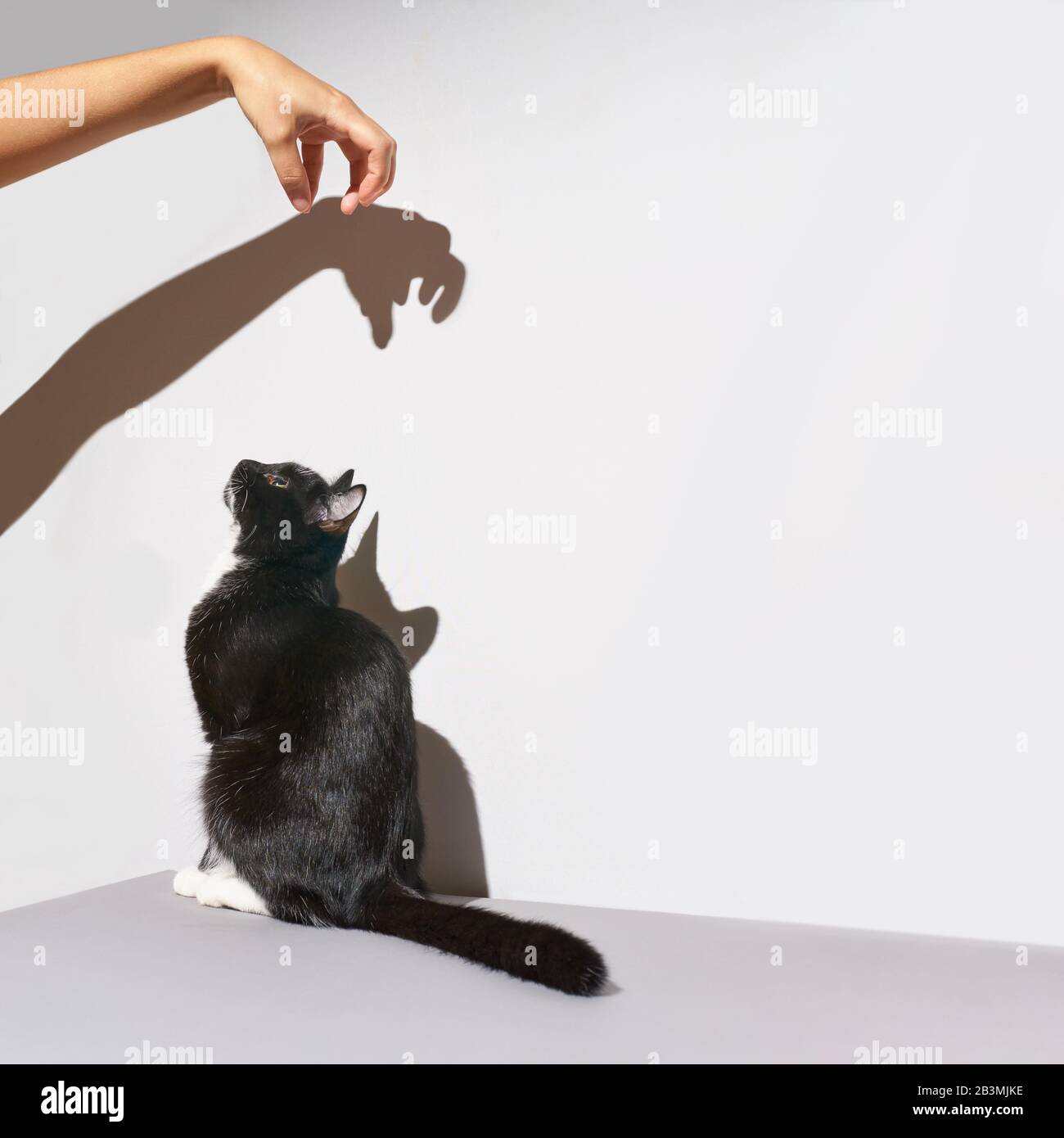 Schwarz-weißer Katzenständer. Hand verängstigt Haustier. Schatten an der  Wand Stockfotografie - Alamy
