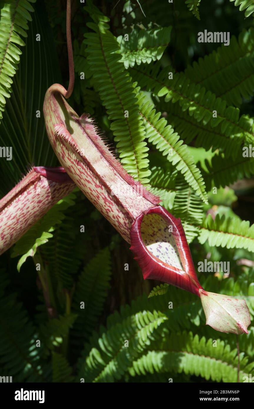 Es handelt sich um eine Pitcher-Pflanze oder Affenbecher (Nepenthes sp.) aus dem tropischen Dschungel. Nepenthes wird oft in Gewächshäusern angebaut. Stockfoto