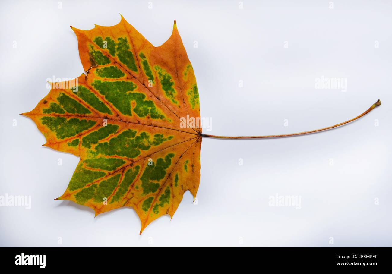 Herbstblatt, Spitzahorn Stockfoto
