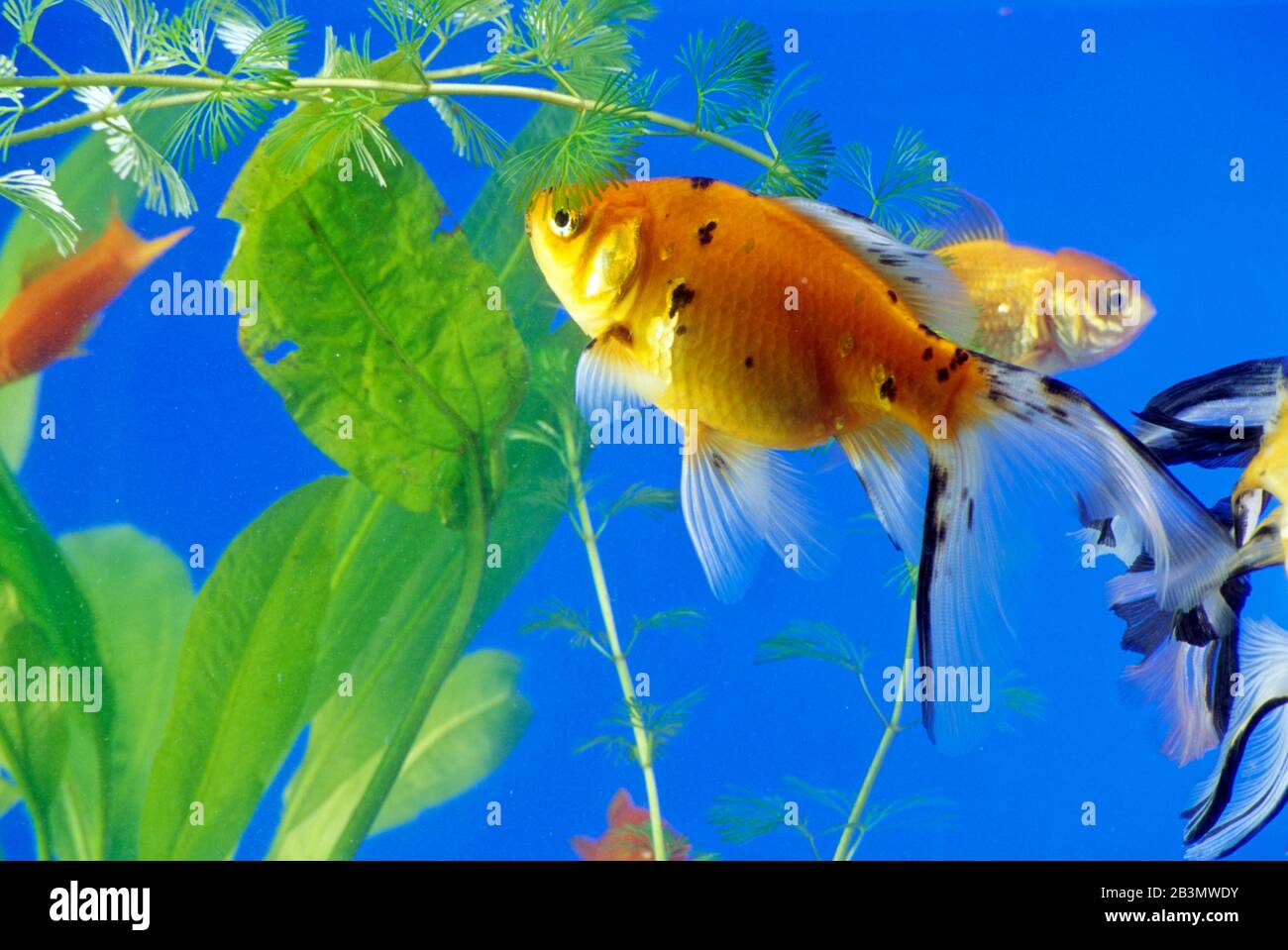 Goldfische im Aquarium, Indien, Asien Stockfoto
