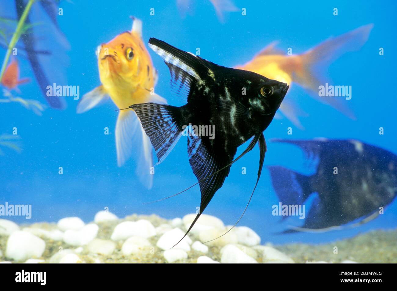 Goldfische und schwarze Fische im Aquarium, Indien, Asien Stockfoto