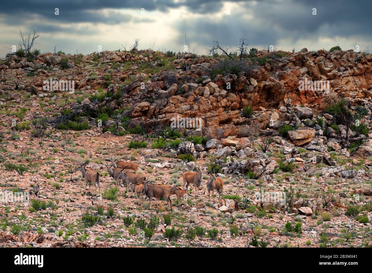 Eine Herde wildes Elands mit jungen Kälbern auf einem mit Gestrüpp bedeckten Wüstenberghang, einige Tiere, die auf die Kamera blicken, die Sonne durchbricht Dramat Stockfoto