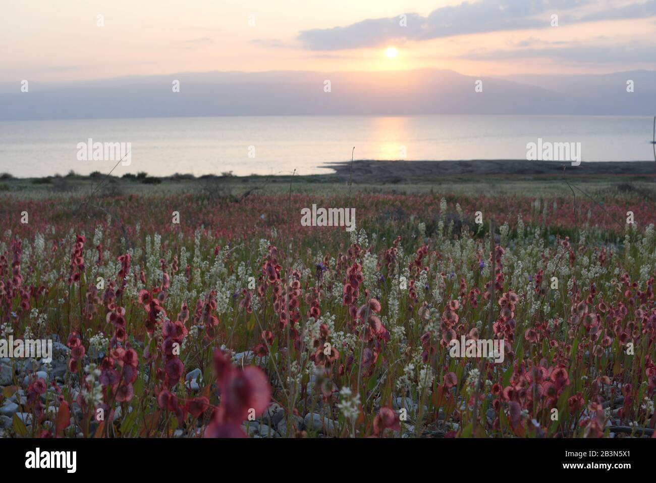 Nach einer seltenen Regenzeit in der Judaea-Wüste und an den Küsten des Toten Meeres sprießen und blühen unzählige Wildblumen. Knoweed-Sorrel (Ru Stockfoto