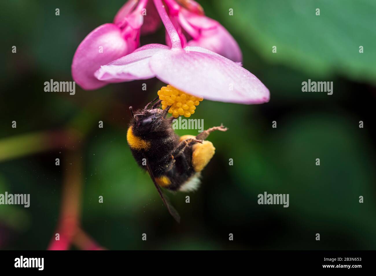 Hummeln, die Pollen auf Begonienblüten suchen Stockfoto