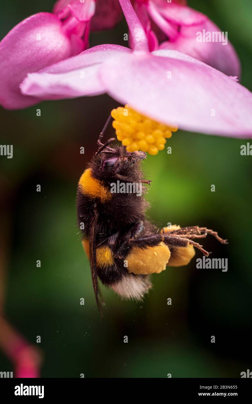 Hummeln, die Pollen auf Begonienblüten suchen Stockfoto