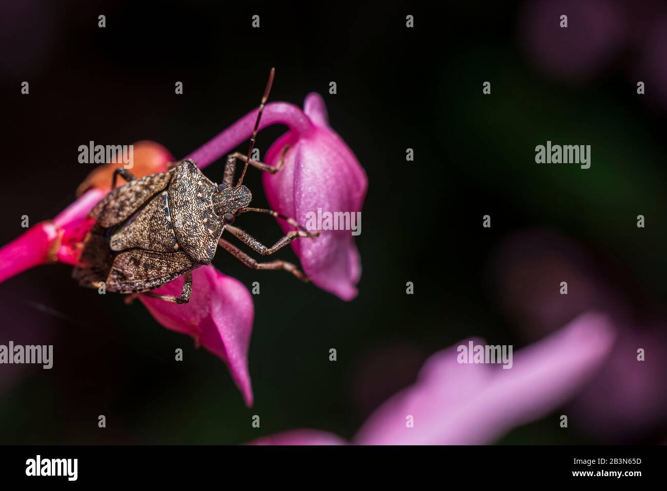 Braune marmorierte Stinkwanze (Halyorpha-Halys) Nahaufnahme, Makro. Stockfoto