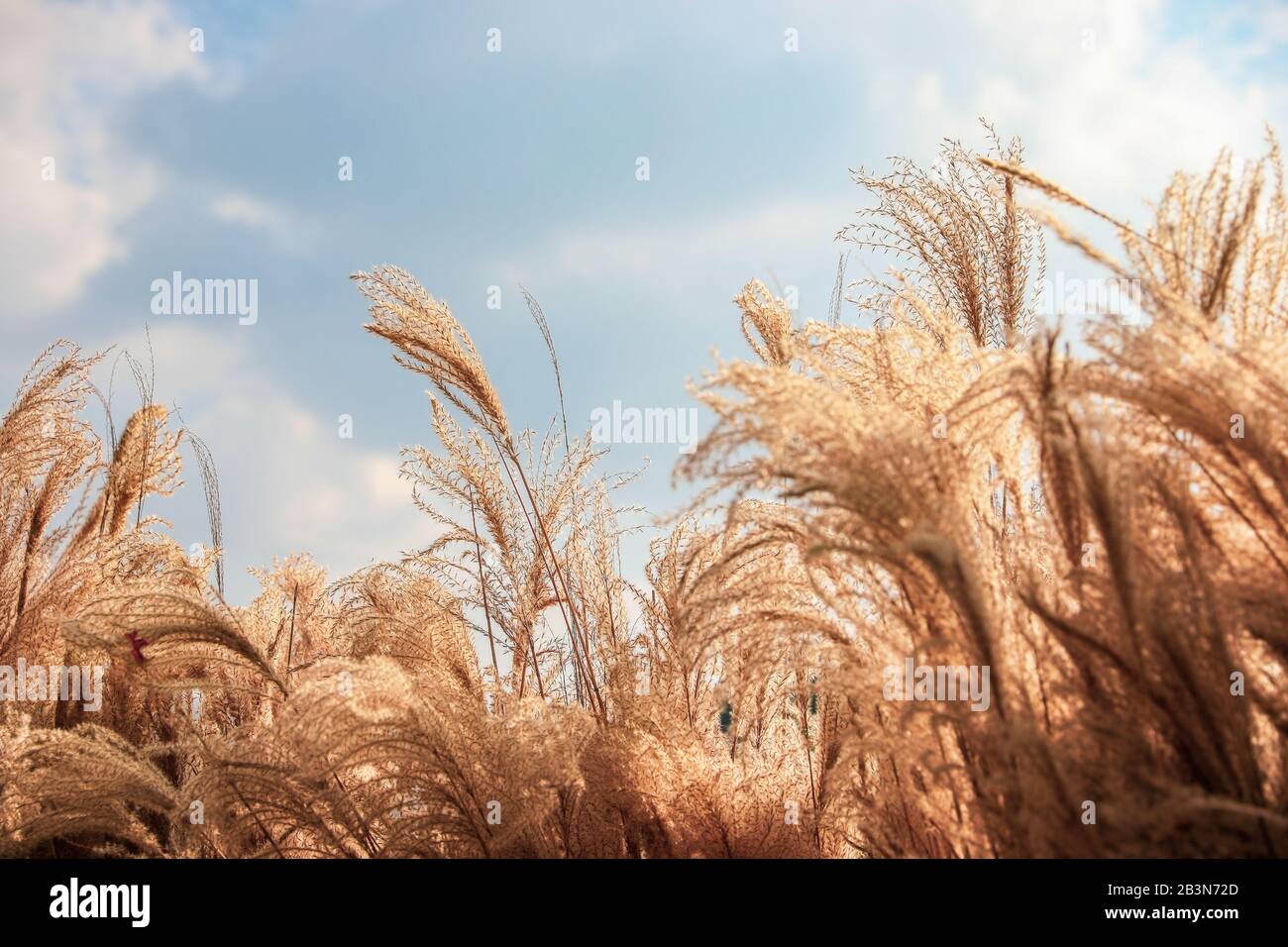 Herbstfelder aus silbernem Gras auf blauem Himmelshintergrund Stockfoto