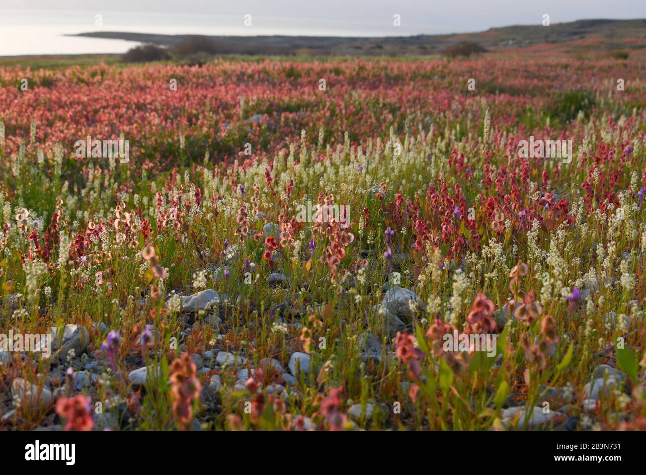 Nach einer seltenen Regenzeit in der Judaea-Wüste und an den Küsten des Toten Meeres sprießen und blühen unzählige Wildblumen. Knoweed-Sorrel (Ru Stockfoto