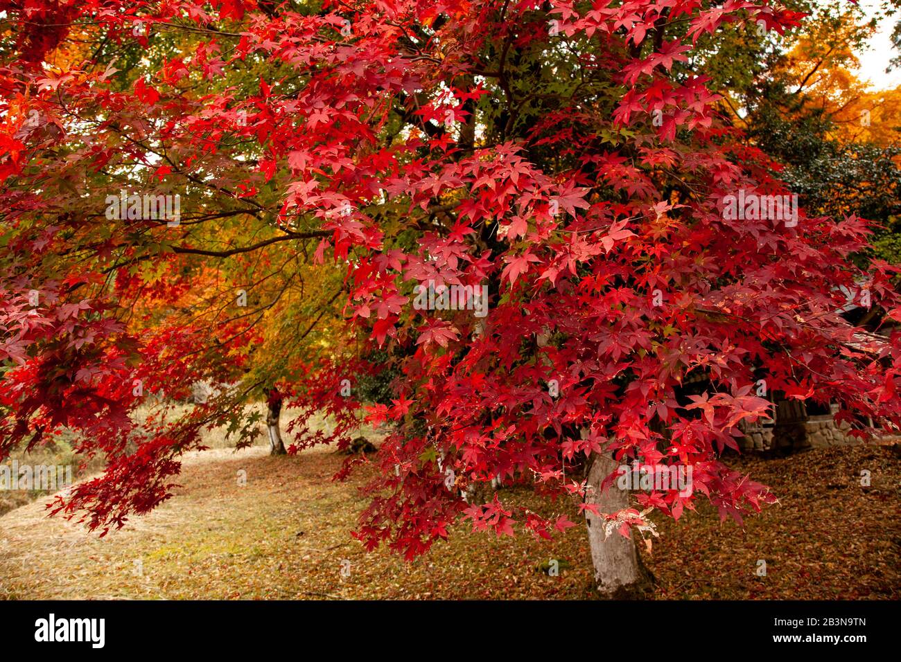 Kōyō (Koyo - Herbstlaub) Wenn der Herbst fällt, verwandelt er Japans Wälder strahlende Schattierungen von Rot, Orange und Gelb. Fotografiert in Japan im November Stockfoto