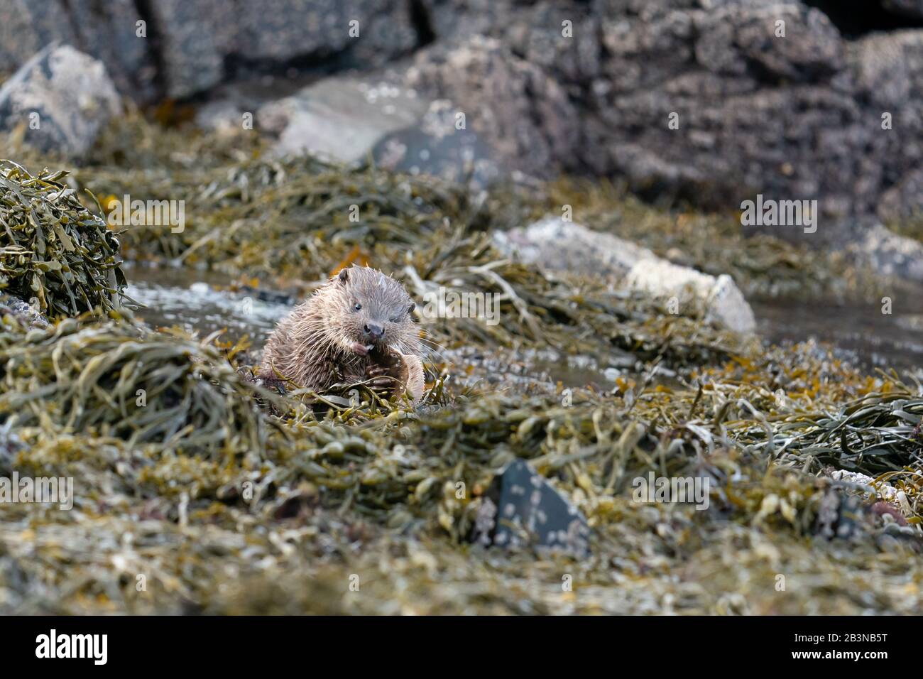 Nahaufnahme einer jungen europäischen Fischotter (Lutra Lutra), die einen flachen Fisch am Ufer isst Stockfoto