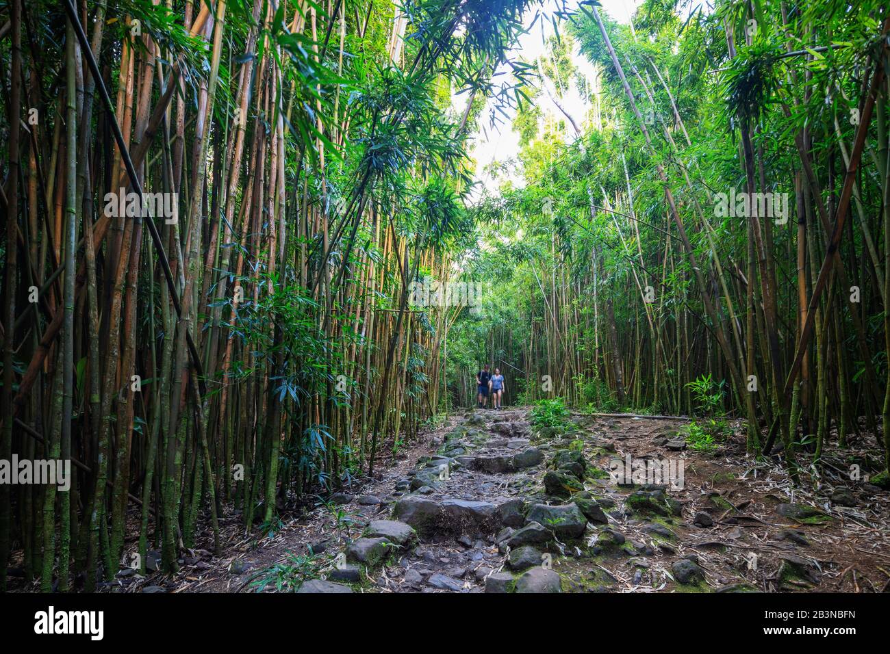 Wanderer auf dem Pipiwai Trail im Bambuswald, Haleakala National Park, Maui Island, Hawaii, Vereinigte Staaten von Amerika, Nordamerika Stockfoto