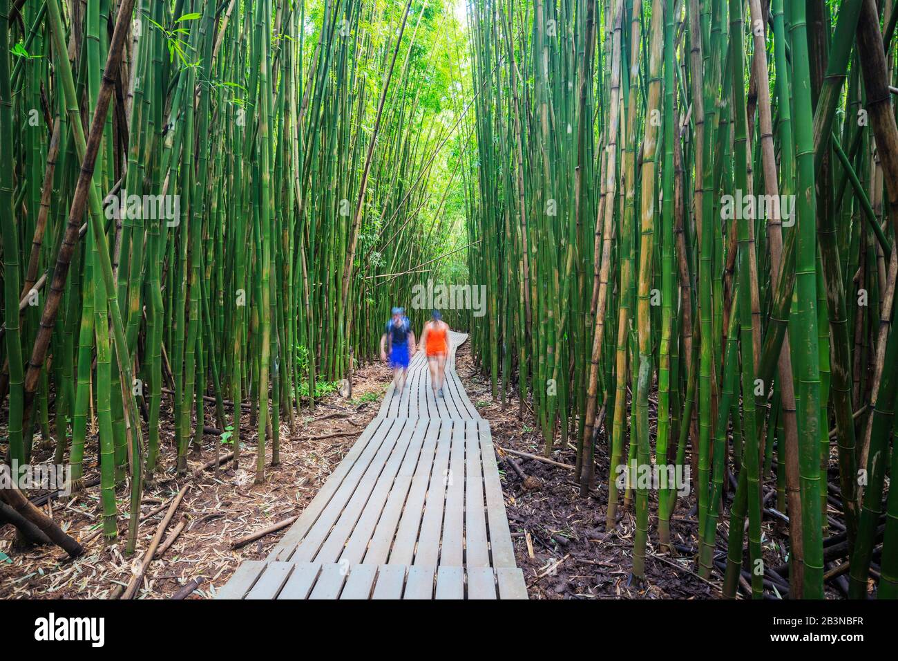 Wanderer auf dem Pipiwai Trail im Bambuswald, Haleakala National Park, Maui Island, Hawaii, Vereinigte Staaten von Amerika, Nordamerika Stockfoto