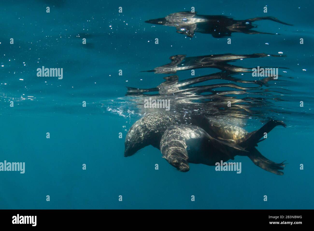 Paarungen antarktischer Fellrobben (Arctocephalus gazella), im Wasser an der Hercules Bay, Südgeorgien-Insel, Polarregionen Stockfoto