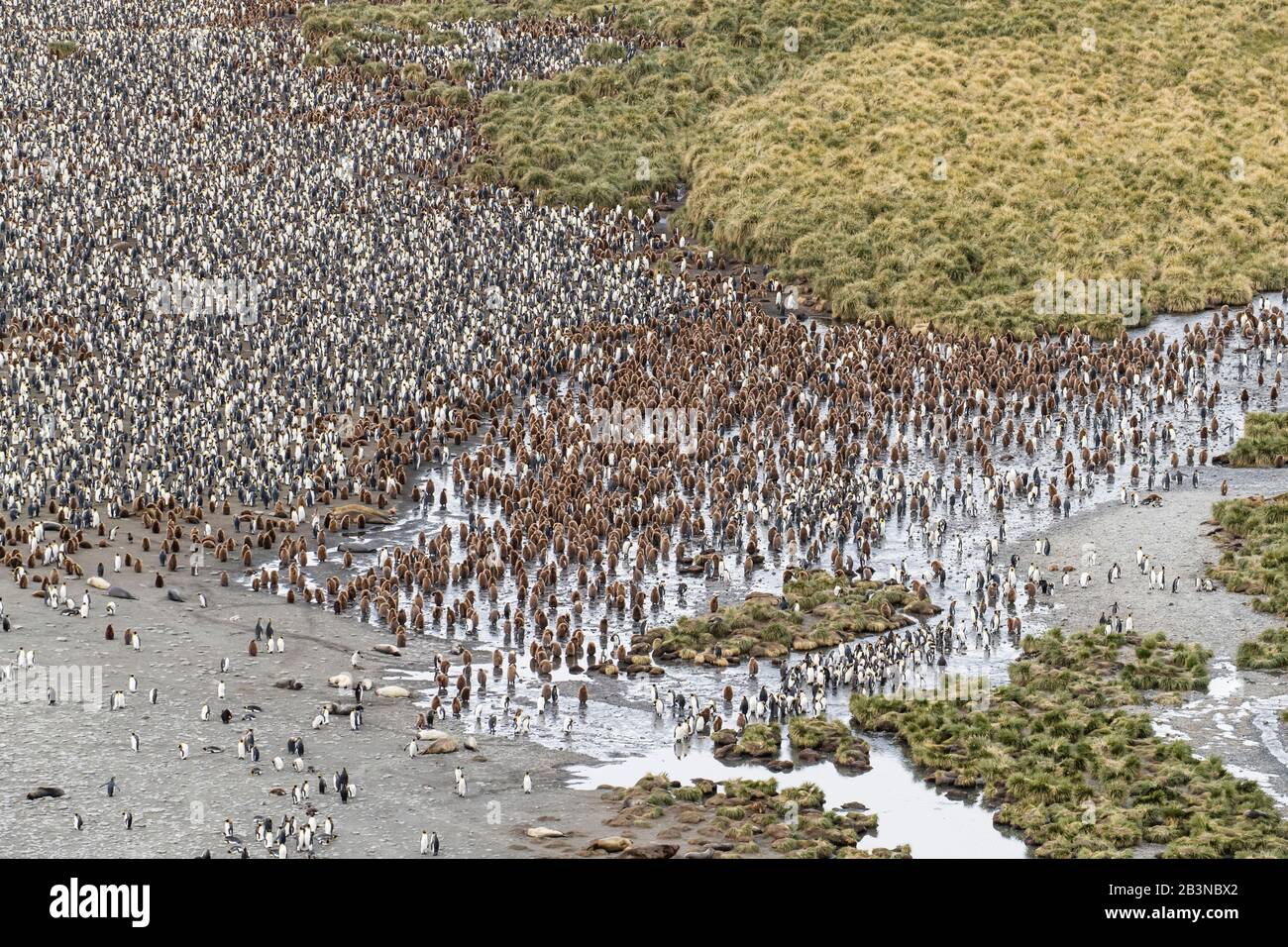 King-Pinguine und Elefantendichtungen bedecken den Strand in Gold Harbor, Südgeorgien, UK Overseas Protectorate, Polar Regions Stockfoto