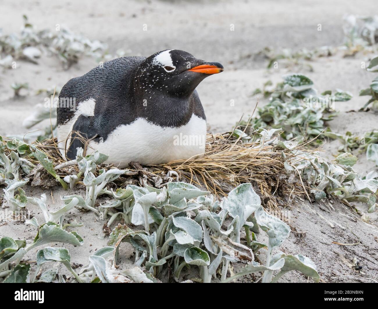 Gentoo Pinguin (Pygoscelis papua) am Nistplatz am Bull Point, East Island, Falkland Islands, Südamerika Stockfoto