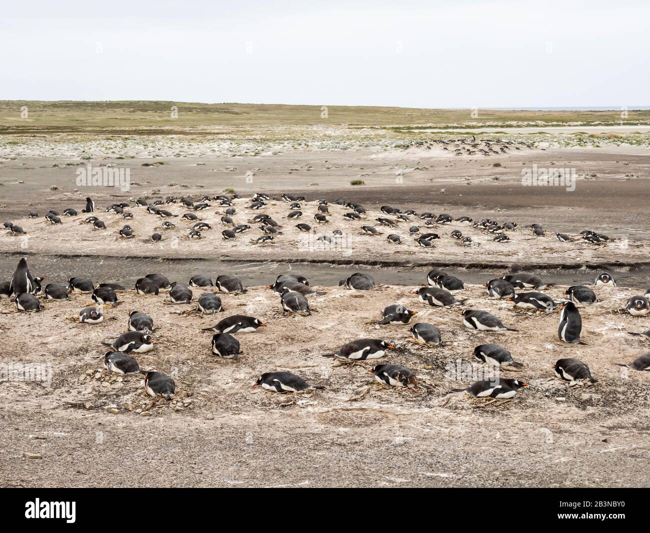 Gentoo-Pinguine (Pygoscelis papua) am Nistplatz am Bull Point, East Island, Falkland Islands, Südamerika Stockfoto