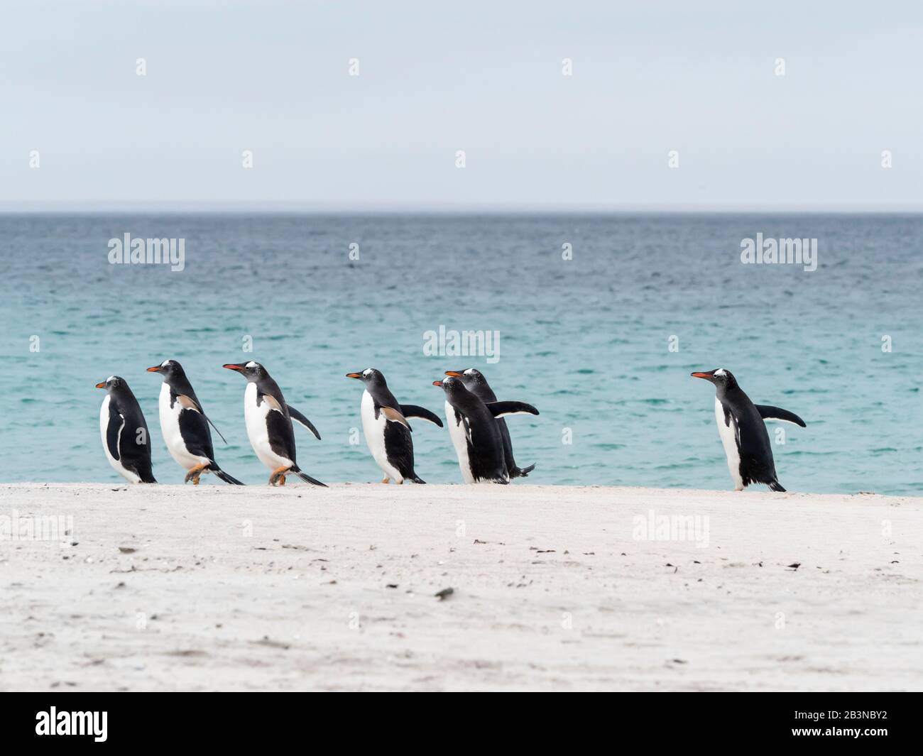 Gentoo-Pinguine (Pygoscelis papua), die vom Meer auf Der Bleicherinsel, den Falklandinseln, Südamerika, zurückkehren Stockfoto
