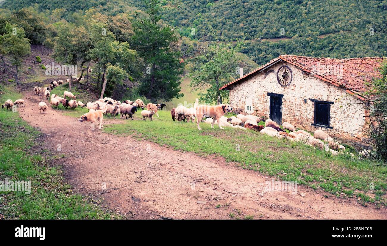 Eine Schafherde wird von einer Gruppe von Schafhunden, vorbei an einer traditionellen weiß getünchten Terracotta-Fliesenscheune, auf einer Bergstrecke hinuntergeführt. Stockfoto