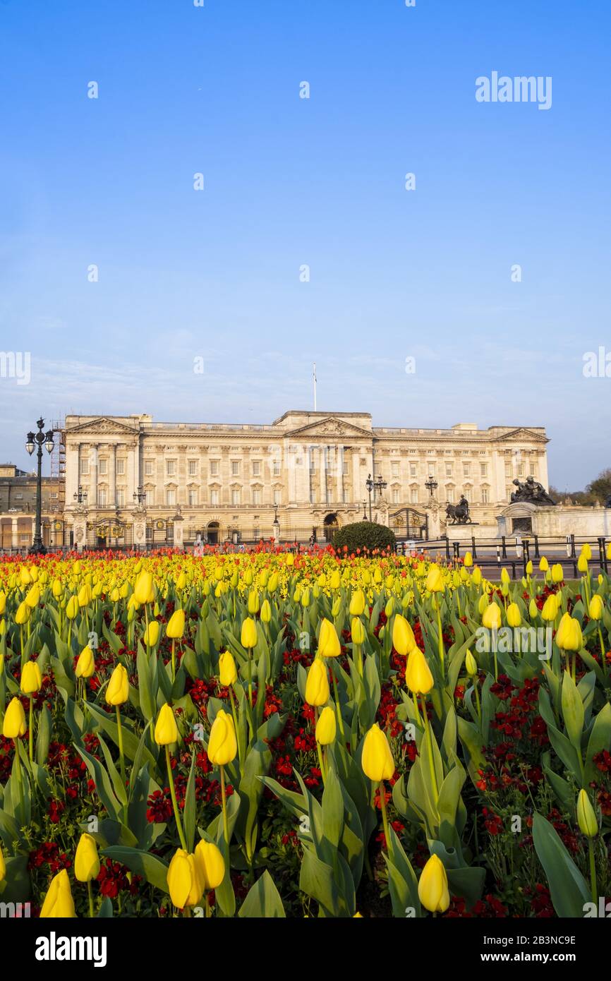 Die Fassade des Buckingham Palace, der offiziellen Residenz der Königin in London, zeigt Frühlingsblumen, London, England, Großbritannien, Europa Stockfoto