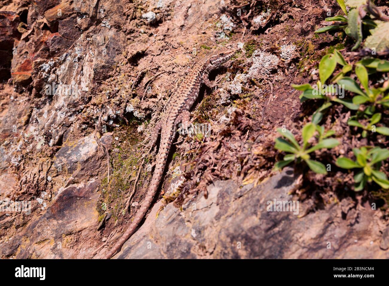 Eine gemeine Mauereidechse mit einem langen Schwanz, der über die Schulter zur Kamera blickt und sich auf einem Felsen und einer Erdbank sonnt, die von ihren gesprenkelten Schuppen getarnt ist Stockfoto