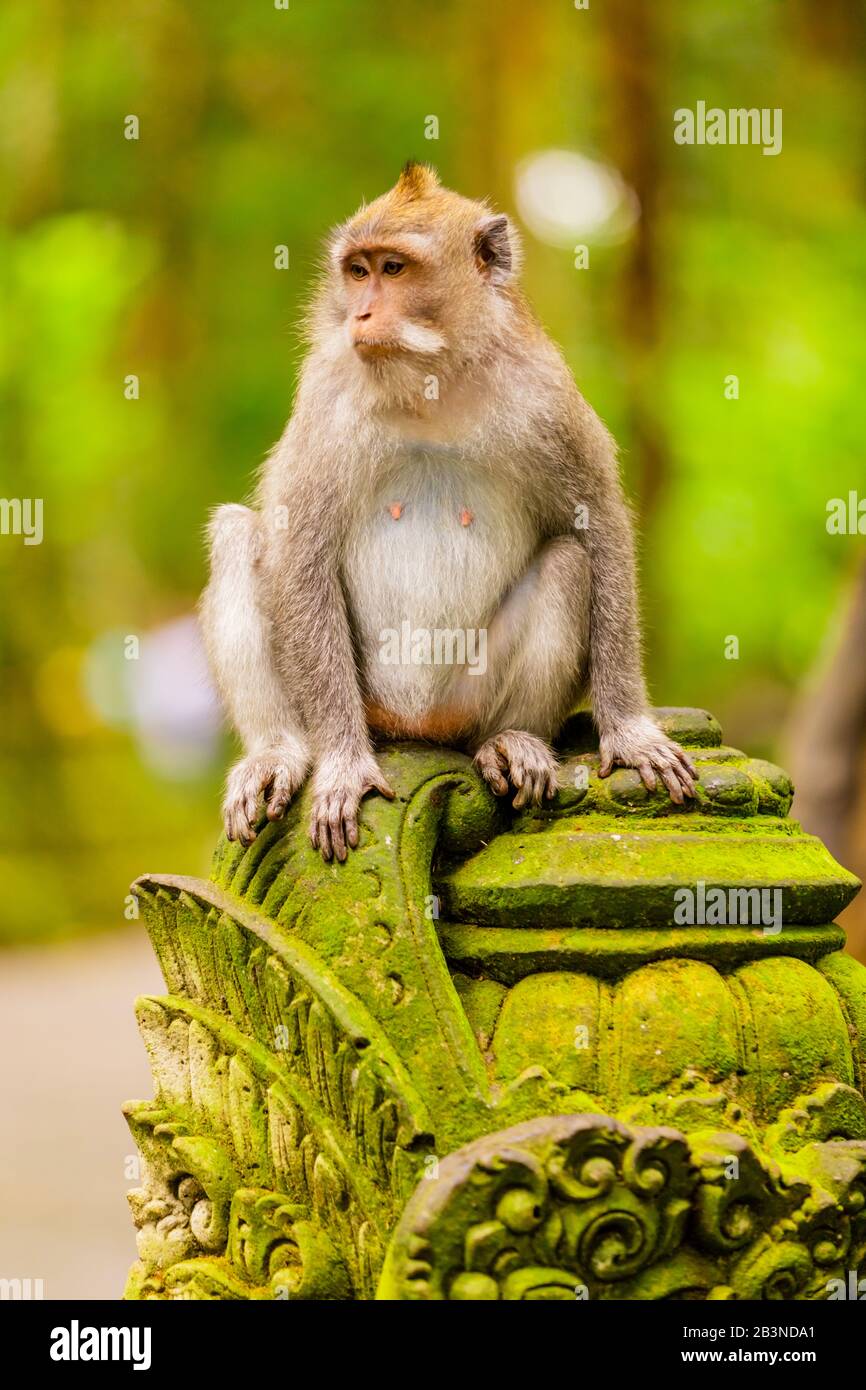 Affe im Sacred Monkey Forest, Ubud, Bali, Indonesien, Südostasien, Asien Stockfoto