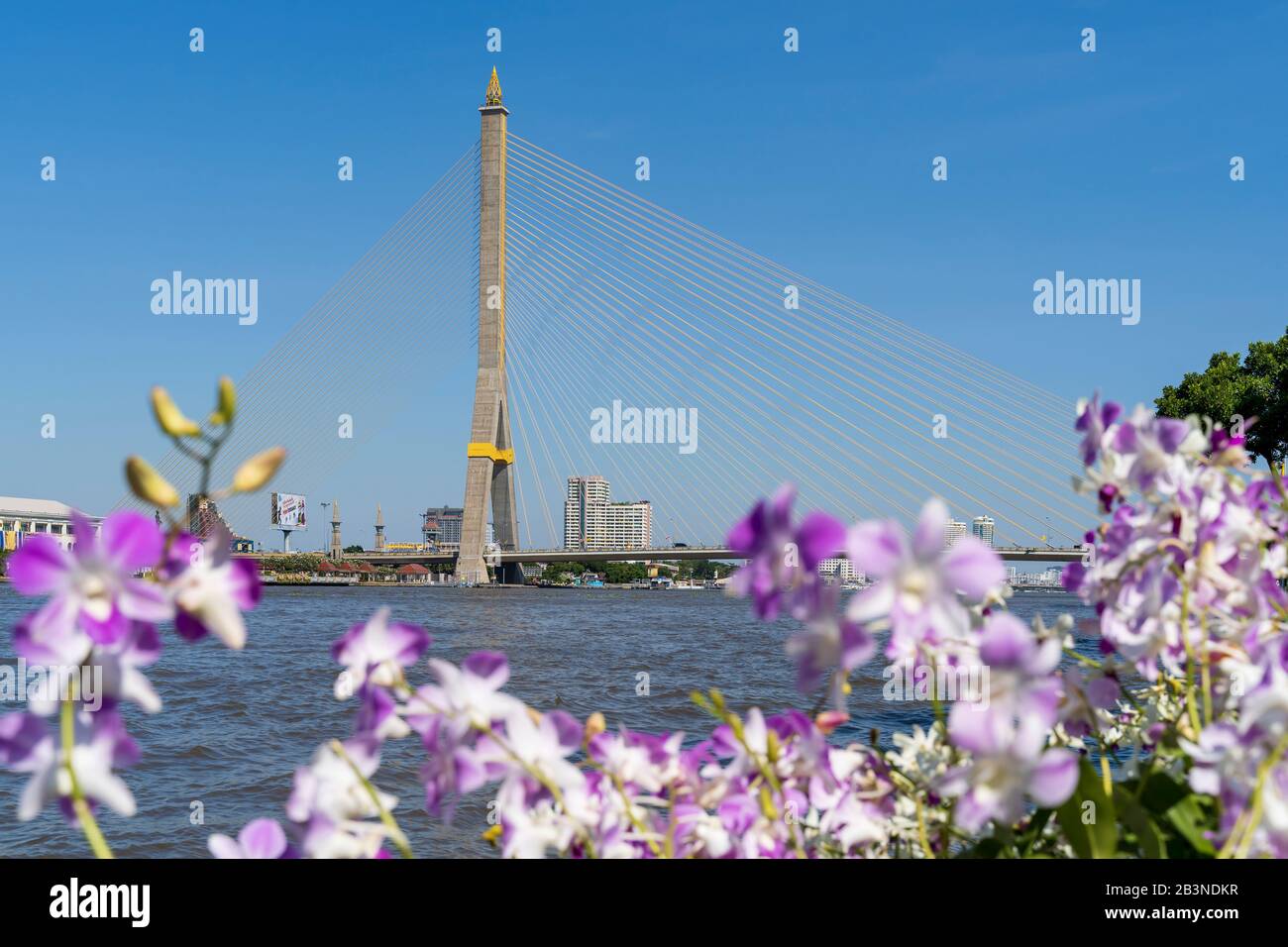 Rama-VIII-Brücke vom öffentlichen Park Santi Chai Prakan, Bangkok, Thailand, Südostasien, Asien Stockfoto