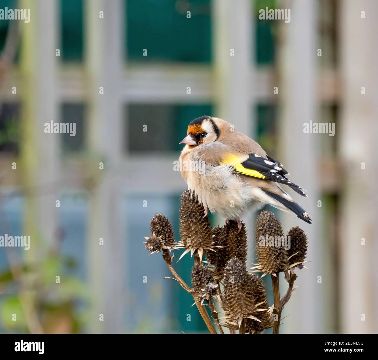European Goldfinch Adult on Seedhead in Garden. Stockfoto