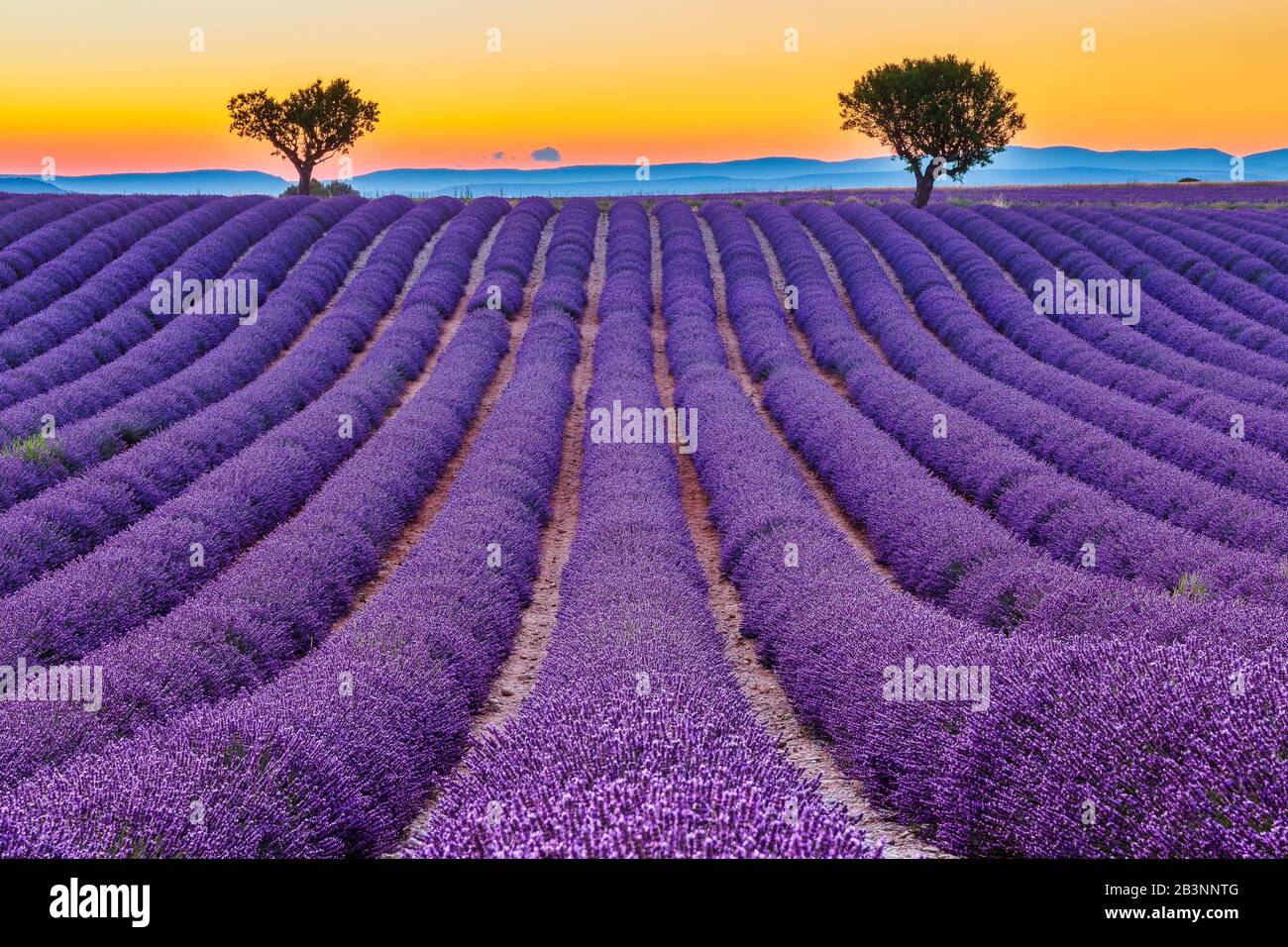 Provence, Frankreich. Lavendelfelder bei Sonnenuntergang auf dem Plateau von Valensole. Stockfoto