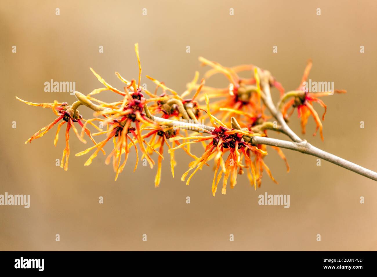 Hexe Hazel 'Carmine Red' Hamamelis x intermedia Stockfoto