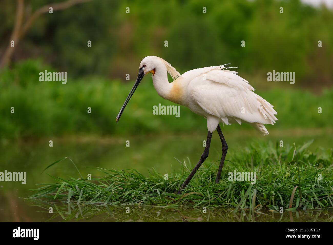 Eurasischer Spoonbill - Platalea leucorodia, schöner großer Süßwasservogel aus euroasischen Seen und Sümpfen, Hortobagy, Ungarn. Stockfoto