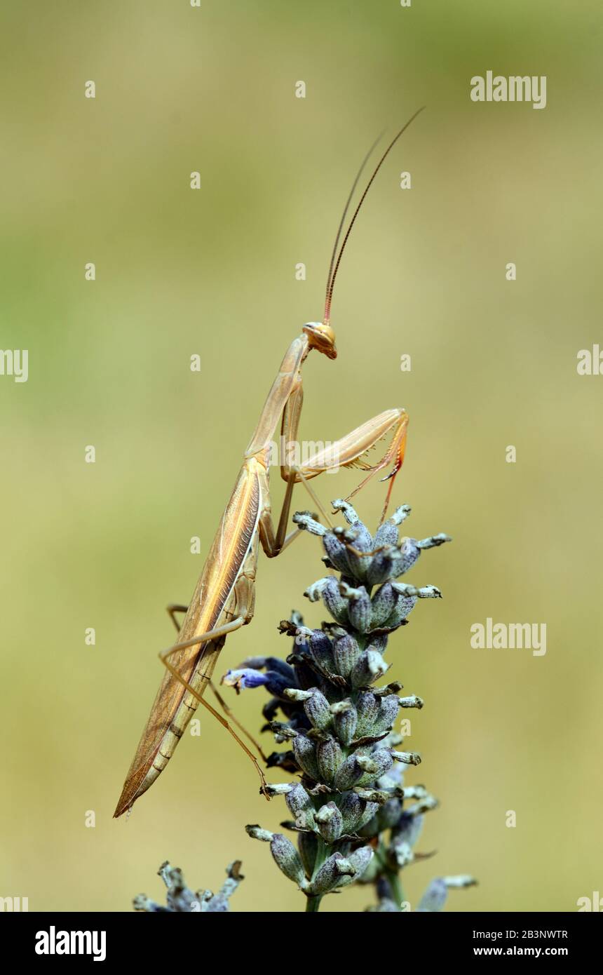 Brown Male Praying Mantis alias European Mantis, Mantis religiosa, on Lavender Flowers Stockfoto