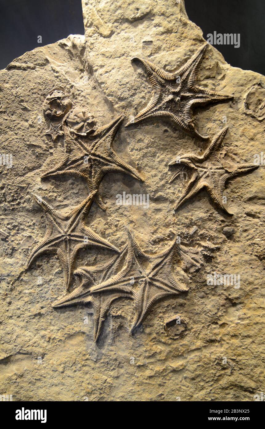 Gruppen von Starfish-Fossilien (115 Millionen Jahre) alias Sea Stars oder Versteinerte Echinoderm aus Marokko Stockfoto