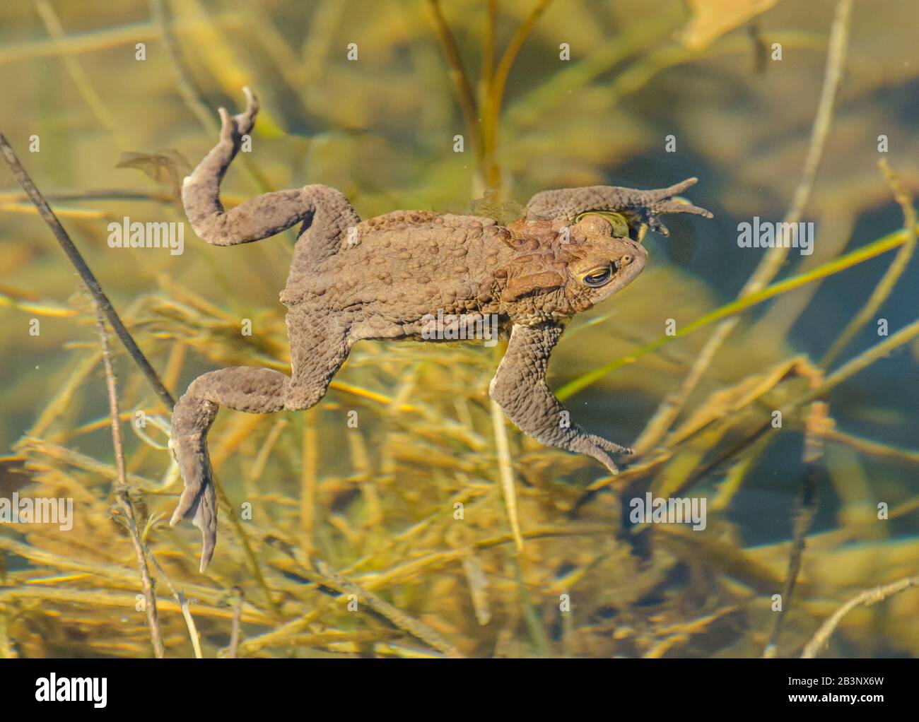 Krötenfrosch schwimmend in klarem Wasser unter der Vegetation, wild Stockfoto