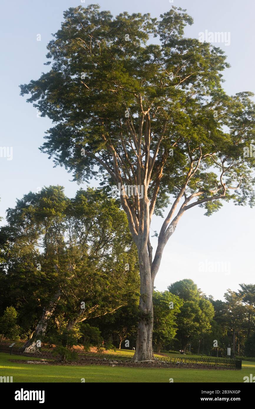 Heritage Trees, Singapore Botanic Gardens Stockfoto