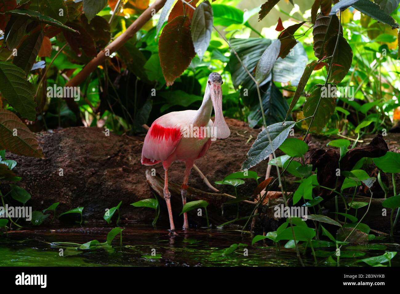 Ein rosafarbener Rossaat-Löffelvogel Stockfoto