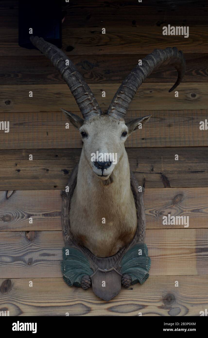 Steinbock, Augustiner Biergarten, Schönefeld, Brandenburg, Deutschland Stockfoto