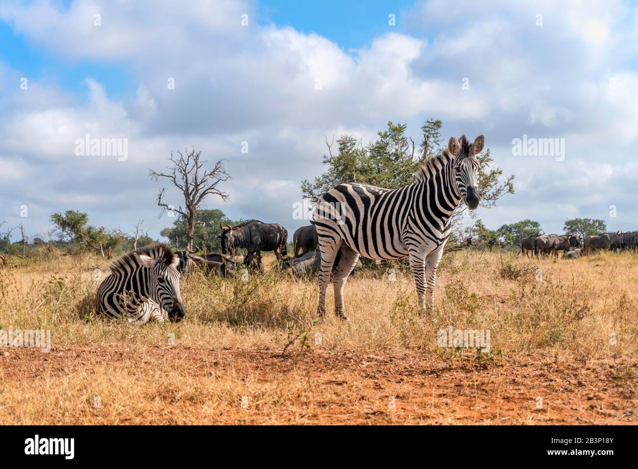 Nahaufnahme von Zebras im Kruger National Park, Südafrika Stockfoto