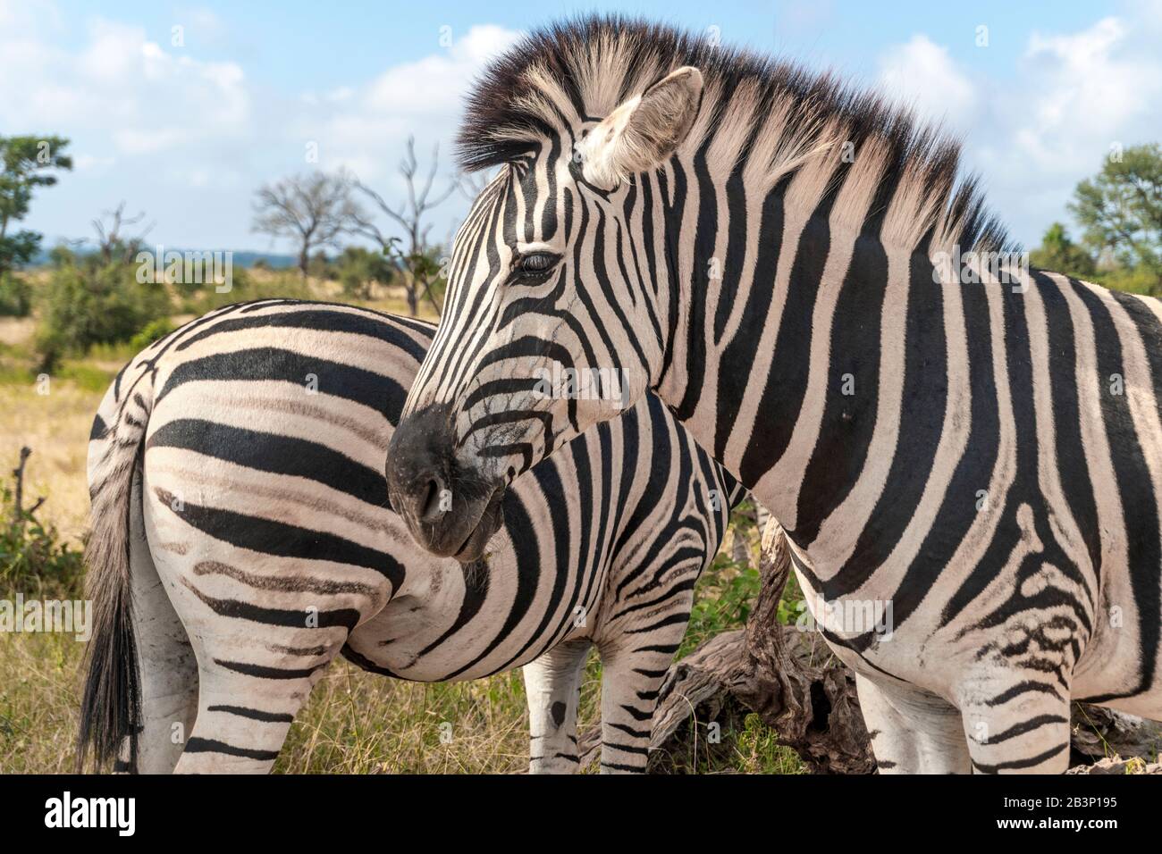 Nahaufnahme von Zebras im Kruger National Park, Südafrika Stockfoto