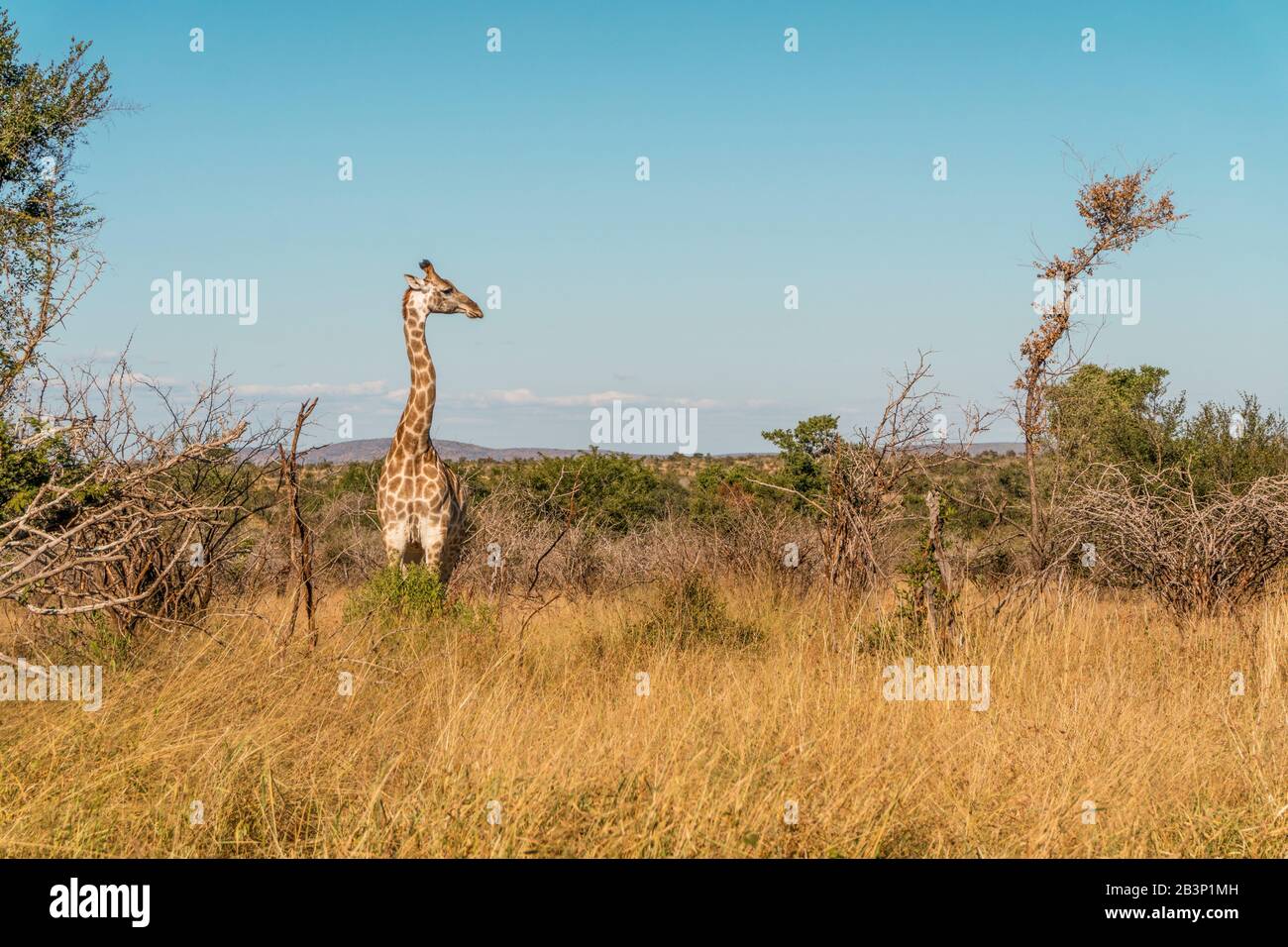 Einzelne Giraffe auf der Savanne des Kruger National Park, Südafrika Stockfoto