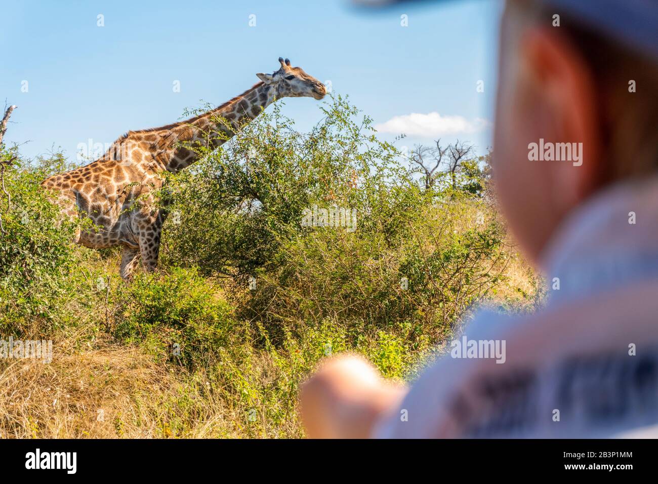 Baby Junge, der Safari mit Giraffe im Kruger National Park, Südafrika, genießt Stockfoto