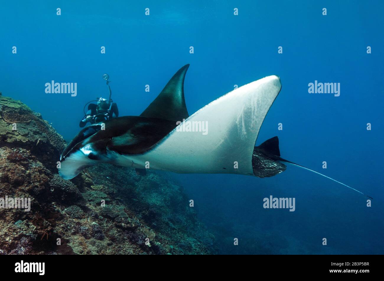 Fotograf mantarochen -Fotos und -Bildmaterial in hoher Auflösung – Alamy