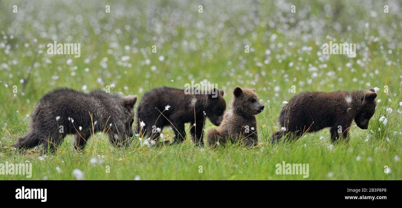 Würstchen des braunen Bären (Ursus Arctos Arctos) auf der Sommerwiese. Natürlicher grüner Hintergrund Stockfoto