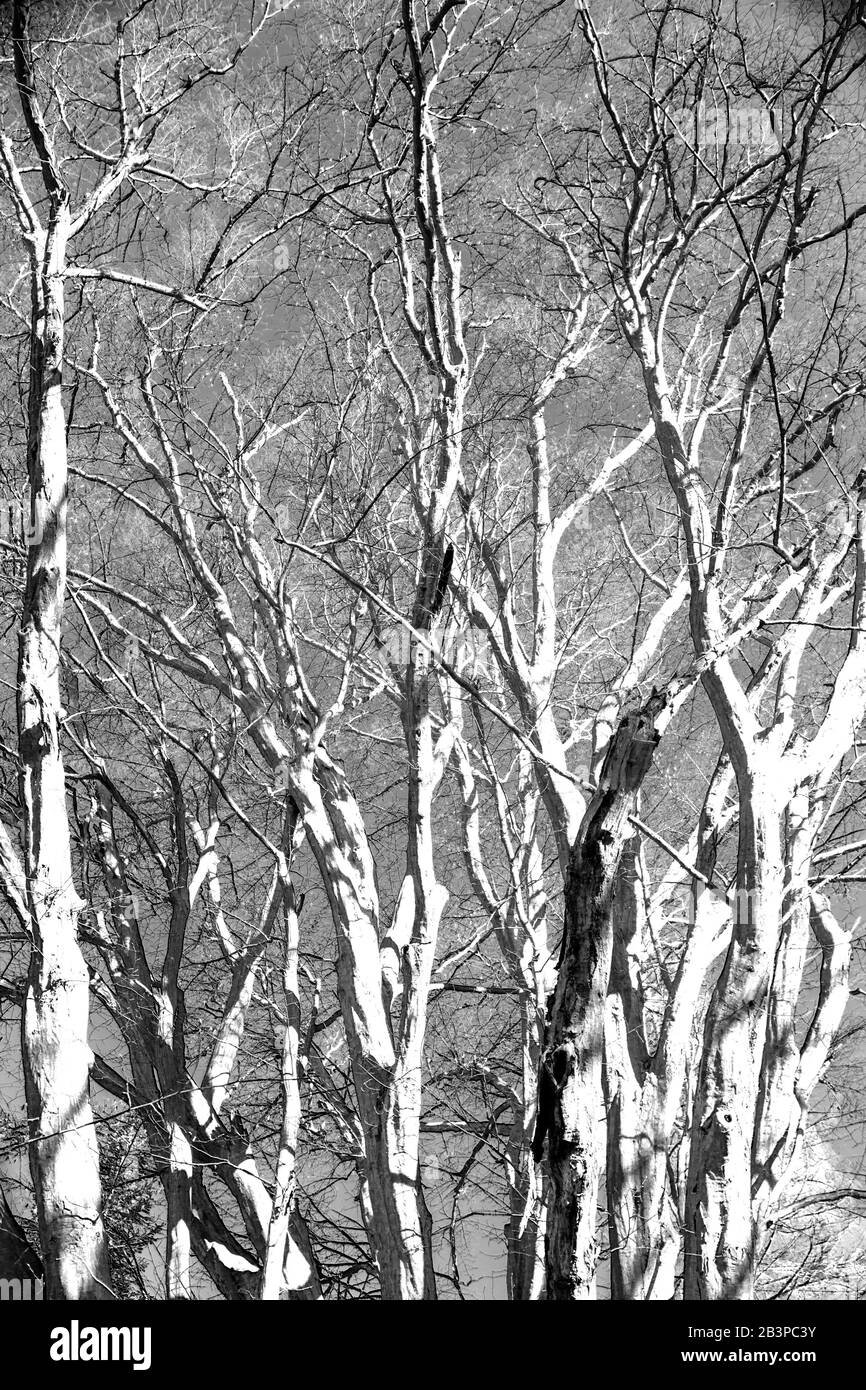 Blick auf Baumwipfel mehrerer buchen im Naturschutzgebiet Urwald Sababurg bei Kassel, Infrarotfoto Stockfoto