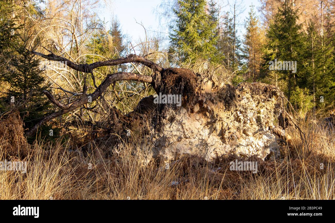 Vom Sturm entwurzelter Baum, natürliche Abneigung Stockfoto