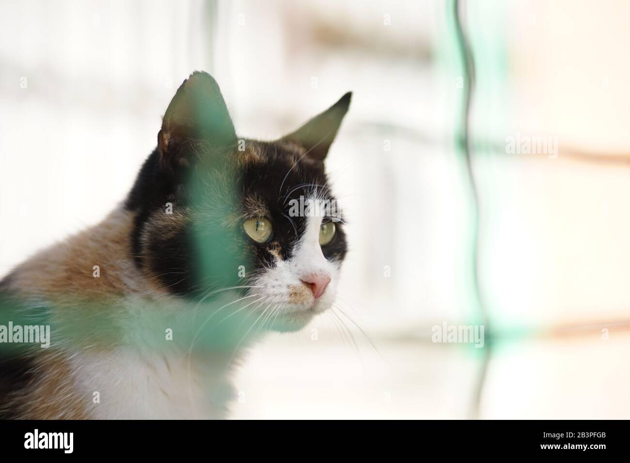 Dreifarbige Katze hinter den grünen Balken. Maneki einige. Tierheim. Stockfoto