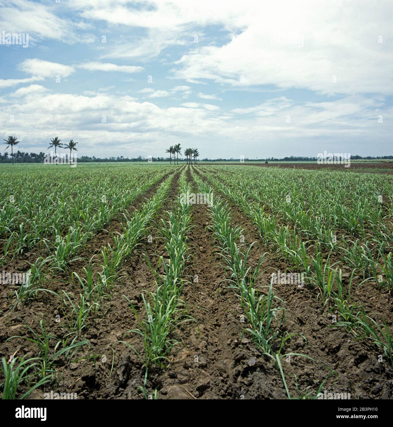 Gepflegte Reihen von Unkrautfreiem jungen Zuckerrohr (Saccharum officinarum) Ernte mit Palmen hinter auf der Insel Negros in Philippinen Stockfoto