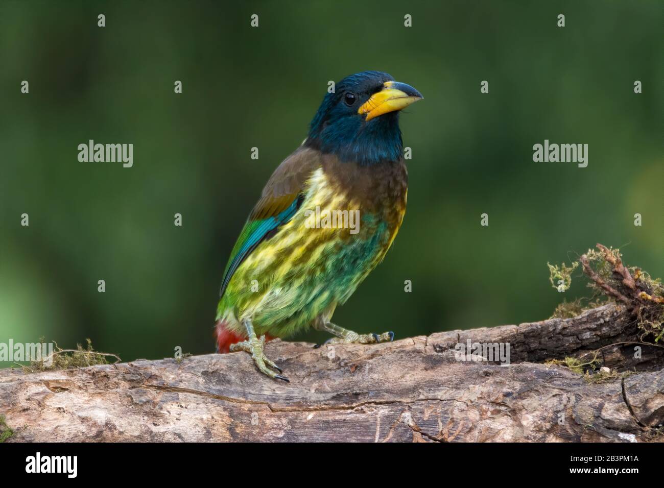Ein bunter und attraktiver Great barbet (Megalaima Virens), steht auf einem Holzklöschchen. Stockfoto