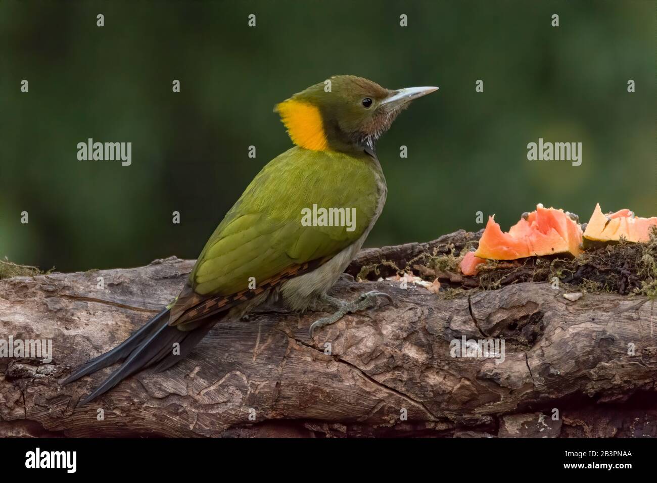 Ein weibliches größeres Yellownape (Chrysophlegma flavinucha), das auf einem Baumstammbuch thront und sich von einigen Papaya ernährt. Stockfoto