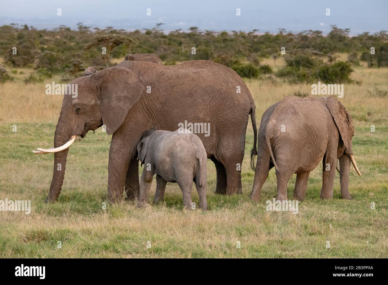 Kleine Gruppe afrikanischer Elefanten mit einem Kalb, das in der Savanne in Masai Mara, Kenia, saugt Stockfoto