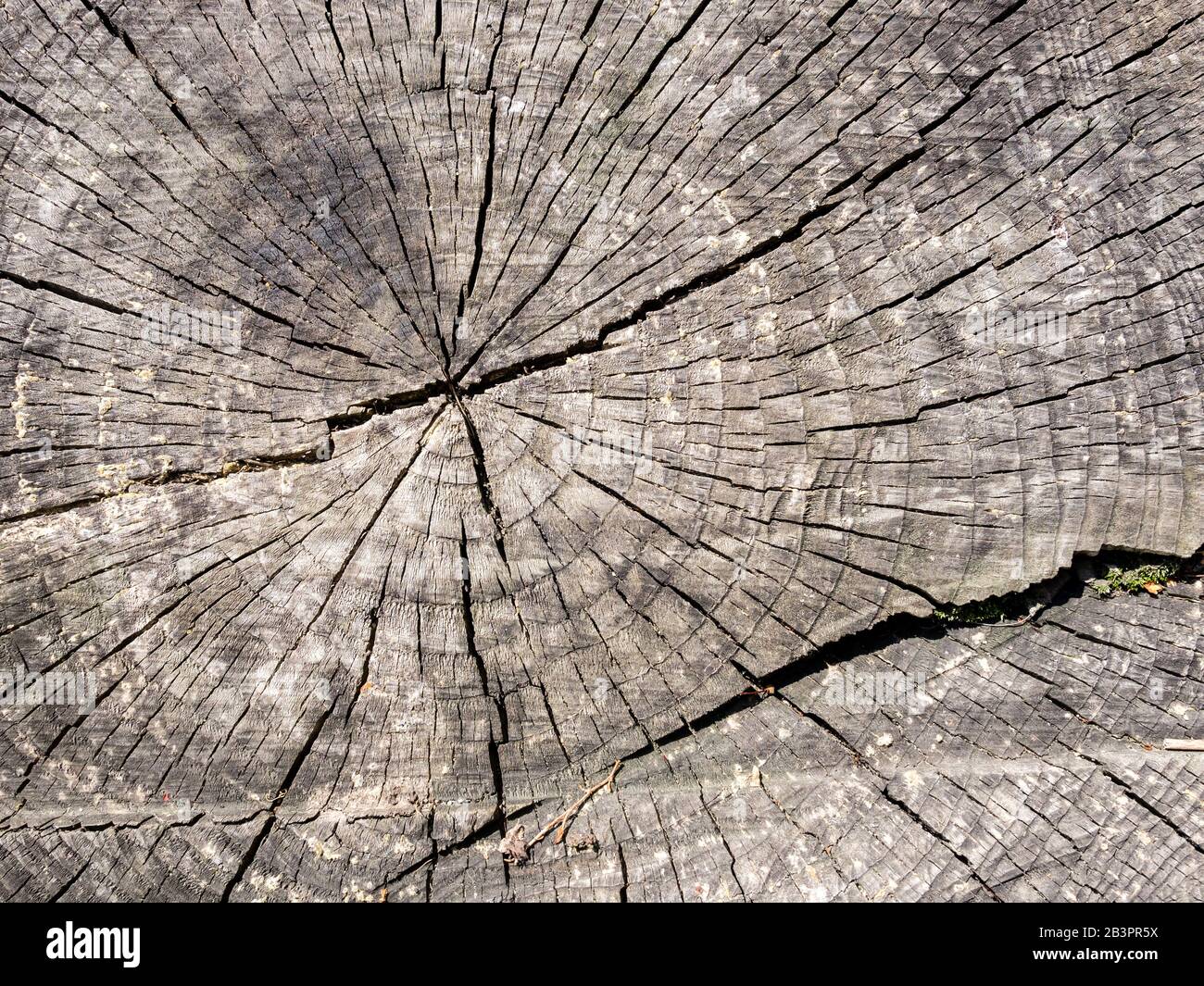 Holz Textur von rauen alten runden Schnitt unten Eiche mit Rissen und Jahresringe. Stockfoto
